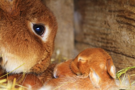 mother rabbit sniffs his little rabbitsの写真素材