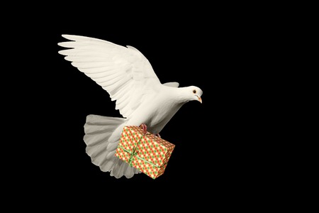 white dove flying in the legs holding a gift on a black background,symbol of peaceの写真素材