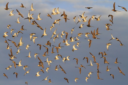 large flock of sandpipers flying in the blue sky,wild birds flyingの写真素材