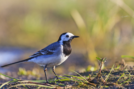 White Wagtail ashore wild lake in the sunの写真素材
