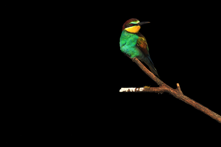 European bee-eaters sitting on a branch on a black background.wild birdの写真素材