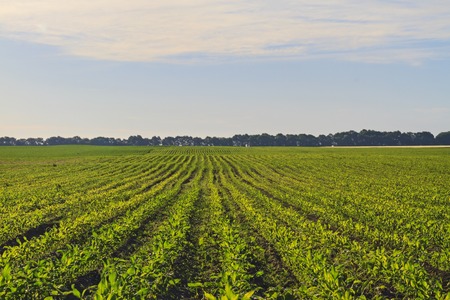 Corn field in the summer morning,Agrarian cultures, popcornの写真素材