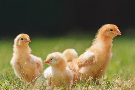 Fast growing chickens in warm sunshine,farm animals ,Baby animalsの写真素材