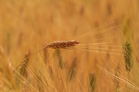 New crop of grain, rye spikes, Agrarian worksの写真素材