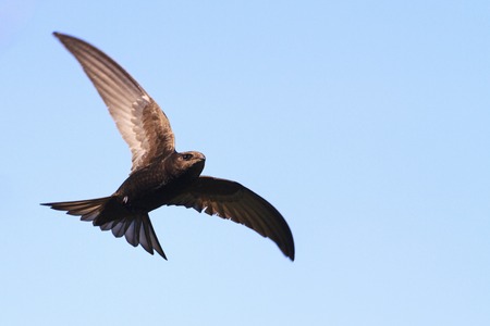 common swift flies against the sky ,Creative photosの素材 [FY31082970896]