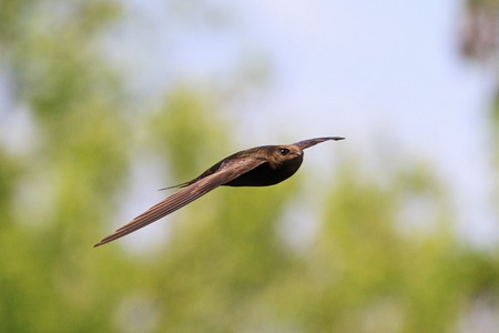 Fast bird flying over the city,wildlife Creative photosの写真素材