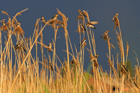 Sand martins sit on a background of stormy sky,wildlifeの写真素材