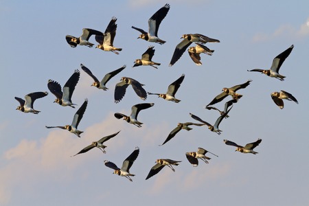 flock of black and white northern lapwings , wildlifeの写真素材