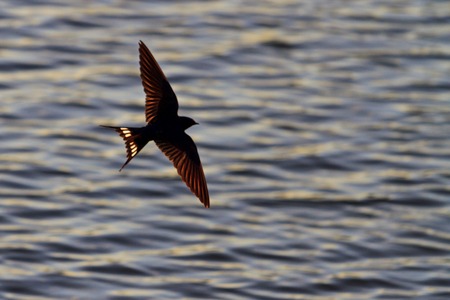 Swallow splashed wings and tail over water , wildlifeの写真素材