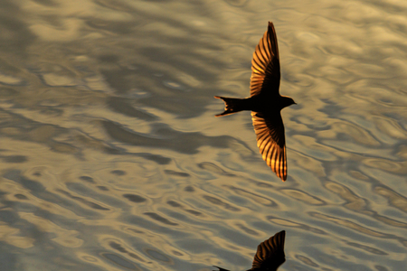 bird with golden wings flying over water , wildlifeの写真素材