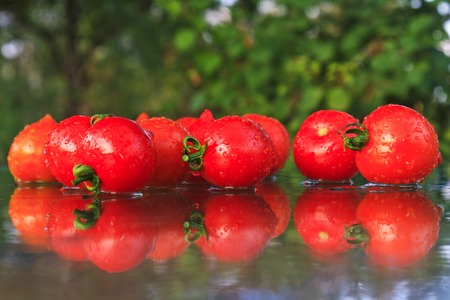 Tomatoes with reflection and drops of dewの写真素材