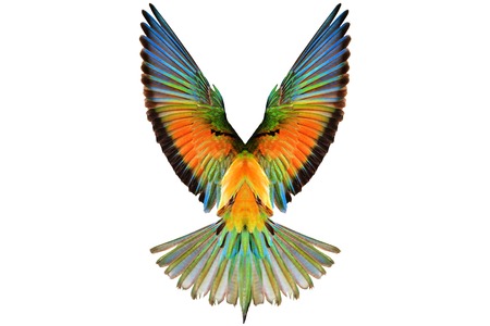 colored wings on a white background , art, drawing, graphics