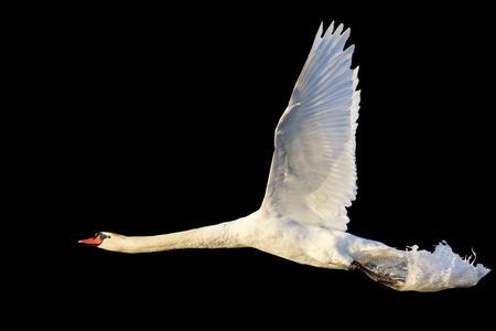 swan flies with splashes of water isolated on blackの写真素材