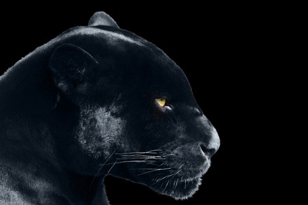 Black jaguar on a black background