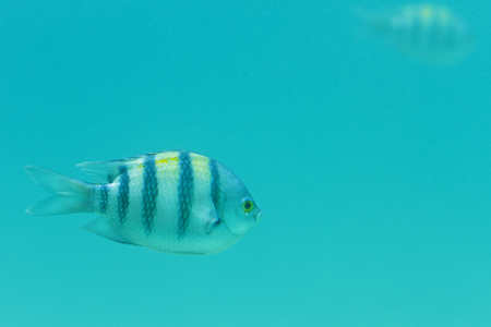 striped fish in deep blue water