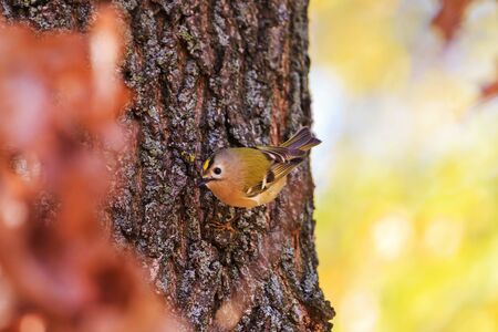 Goldcrest on a tree trunk of bright colorsの写真素材