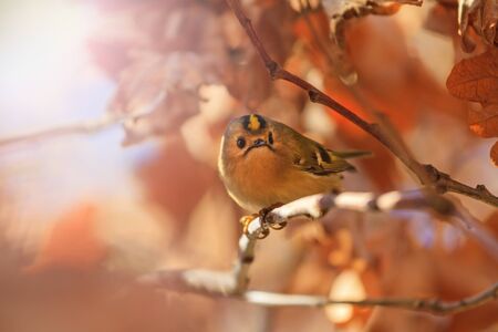 Goldcrest among autumn oak leaves with sunny hotspotの写真素材