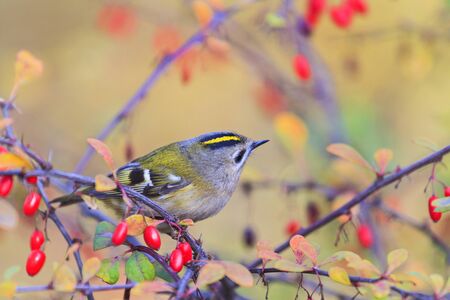 Singing forest bird among red berriesの写真素材