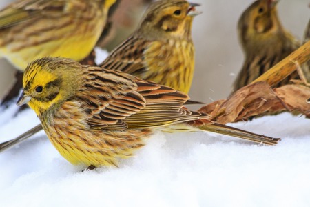 Yellow birds on white snowの写真素材