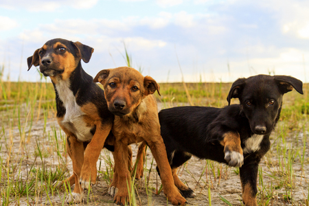 fun out of three puppiesの写真素材