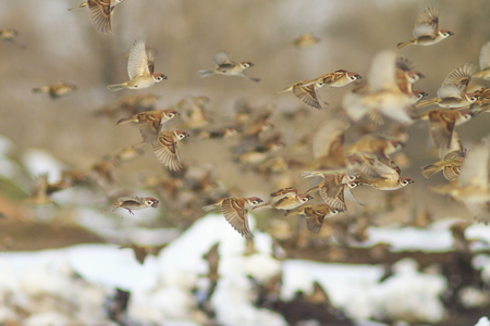 birds fly in winter in a snowy landscapeの写真素材