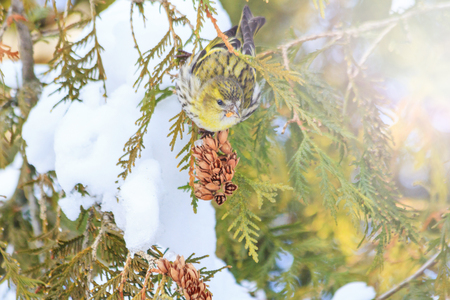 siskin on snow-covered fir tree in the sun, winter, wildlife, birds