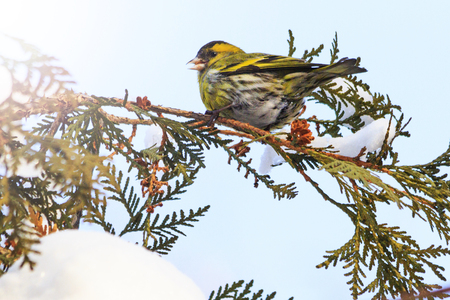 siskin sits on a snowy branch in winter with sunny hotspot, winter, wildlife, birdsの写真素材