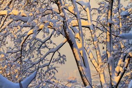 snow covered trees at sunset and city views, winter, frosty dayの写真素材