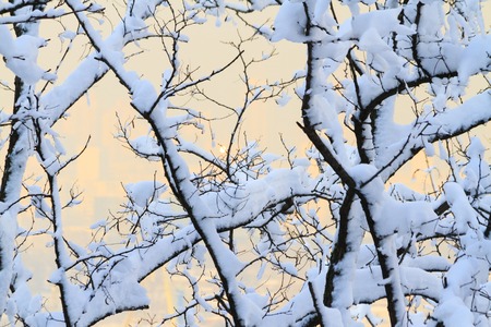 trees are covered with snow, winter, frosty dayの写真素材