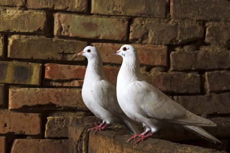 pair of white pigeons sits on a brick ruin , symbol of peace, a white birdの写真素材