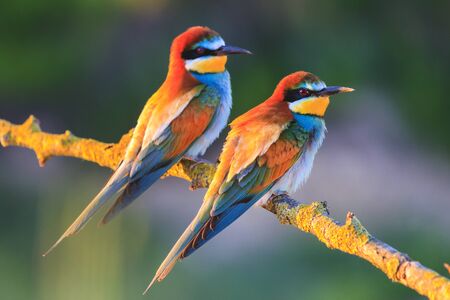 colored birds in the rays of the sun , unusual birds, unique frames