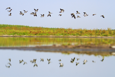 flock of birds flying over the mirror of the lake, wildlife, animalsの写真素材