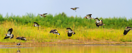 northern lapwings flies over the lake, wildlife, animals