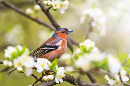 Common chaffinch sits in the fruit tree among the first blossom , wildlife, springtimeの写真素材