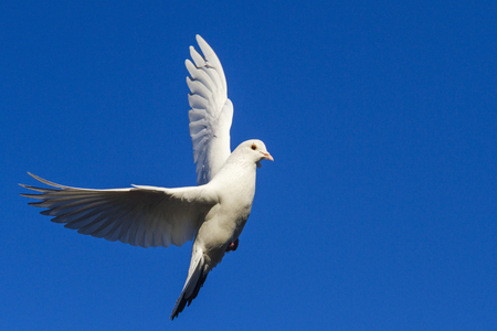 white dove flying in the blue sky having opened wingsの写真素材