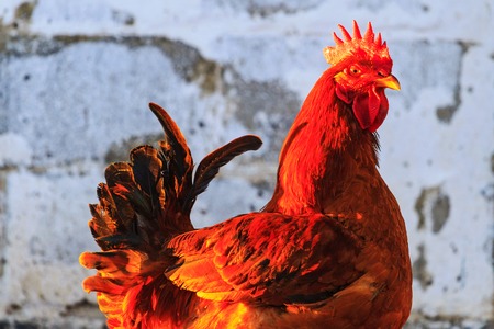 red breed cock against the background of the wall , pets, breeding chickensの写真素材