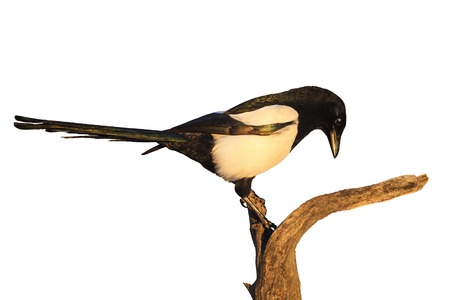 magpie sitting on a dry branch isolated on whiteの写真素材