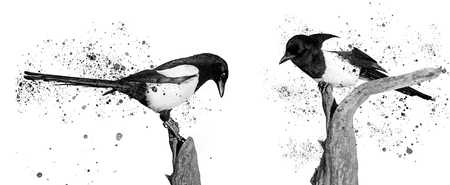 twoo black and white birds and spray paint