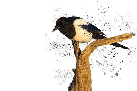 Eurasian magpie on a white background and sprayの写真素材