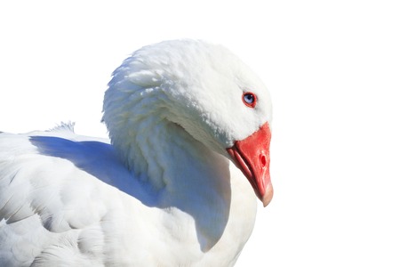 white goose isolated on white background , home cooking and country houseの写真素材