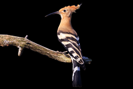 exquisite bird on a branch isolated on black, hoopoe, wild nature in the springの写真素材