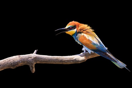 unique bird on a branch isolated on a black background , bright colors, printing and drawing , wild...