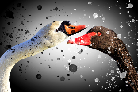 black and white - fighting two birds, yin and yang, good and evilの写真素材