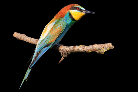 bee-eater is isolated on a black background