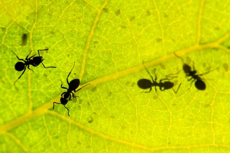 black ant under green leaves milking aphids , wildlife, animals