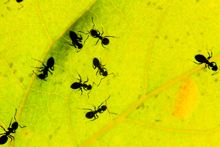 black ants under a green leaf , wildlife, animalsの写真素材