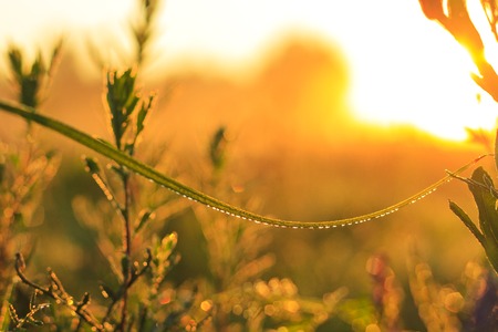 drops of dew on a blade of grass at sunrise, textures and wallpapersの写真素材