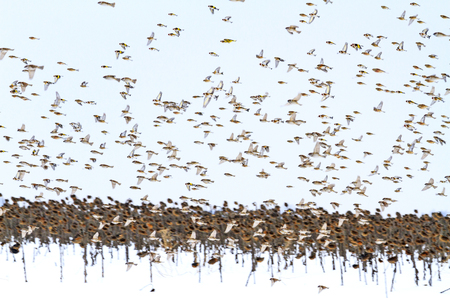 flock of beautiful birds flying over a winter field , wildlife, animalsの写真素材
