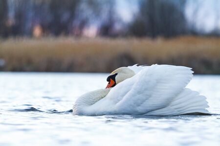 mute swan swims in the morning rays on the lakeの写真素材