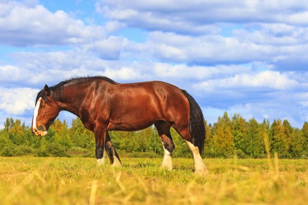 shire horse on a summer pastureの写真素材